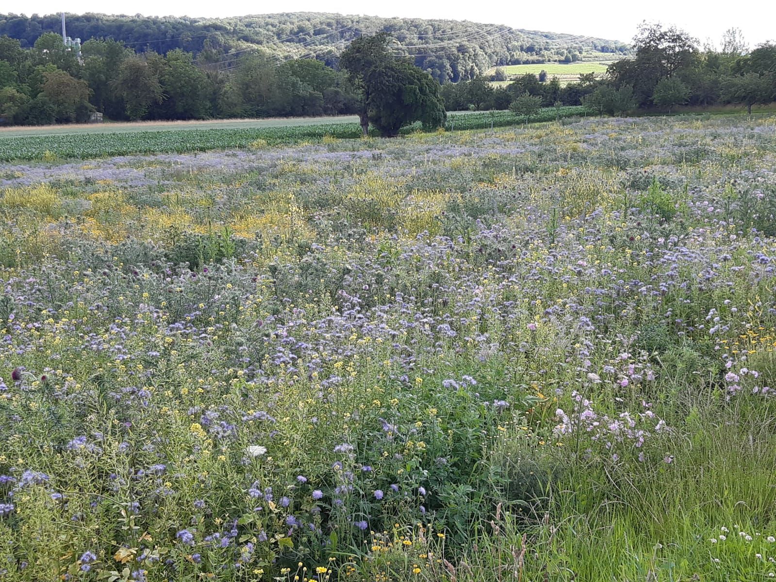 Naturcoaching
